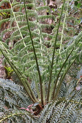 Cyathea tungurahuae (Cyathea tungurahuae)