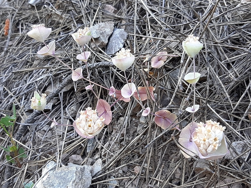 Cyathophylla chlorifolia (Cyathophylla chlorifolia)