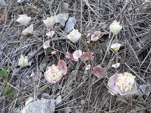 Cyathophylla chlorifolia (Cyathophylla chlorifolia)
