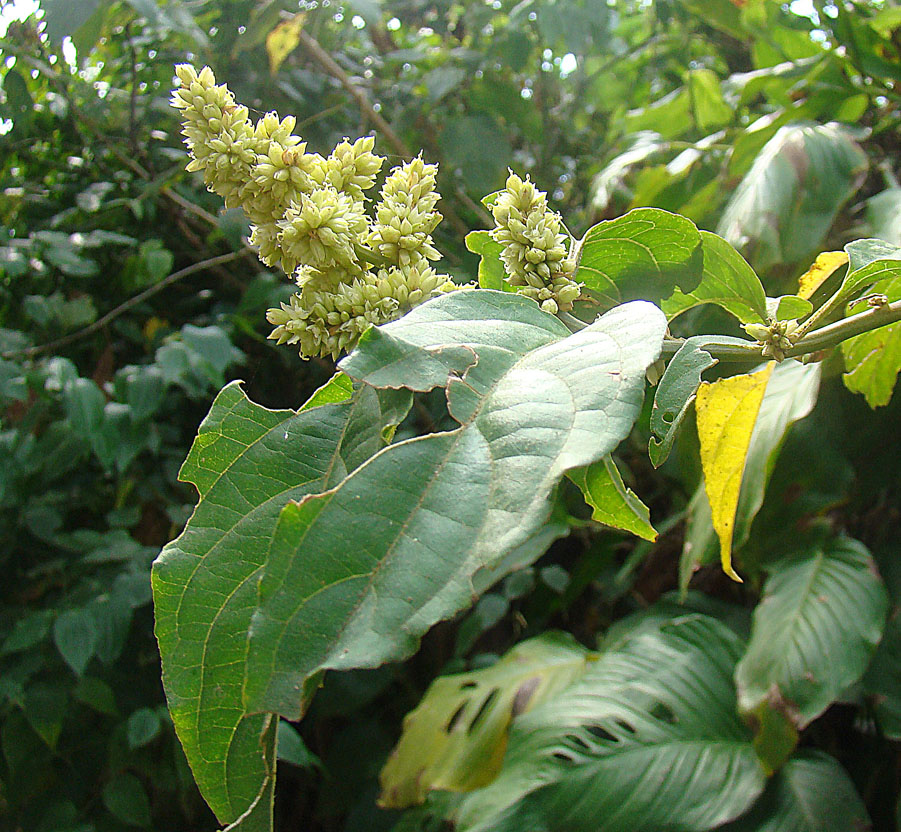 Cyathula achyranthoides: Of African origin, widely naturalized in the neotropics. Known as Cola de Armado in Mexico, and Mangalarga elsewhere. Photo near Monteverde, Costa Rica. In cont