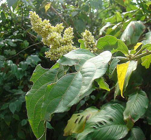 Cyathula achyranthoides: Of African origin, widely naturalized in the neotropics. Known as Cola de Armado in Mexico, and Mangalarga elsewhere. Photo near Monteverde, Costa Rica. In cont