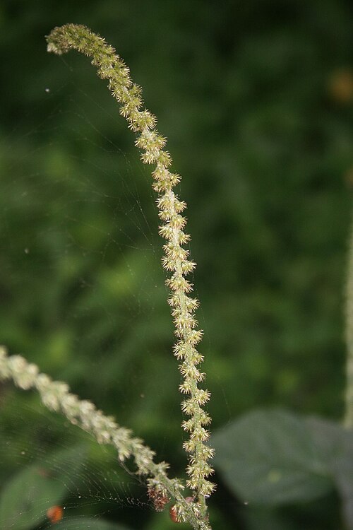 Pastureweed: Cyathula prostrata , Fuchsschwanzgewächse (Amaranthaceae) – Kolumbien/Colombia: Dpto. Magdalena, Fuß der Sierra Nevada de Santa Marta, S Minca, ca. 630–680 m