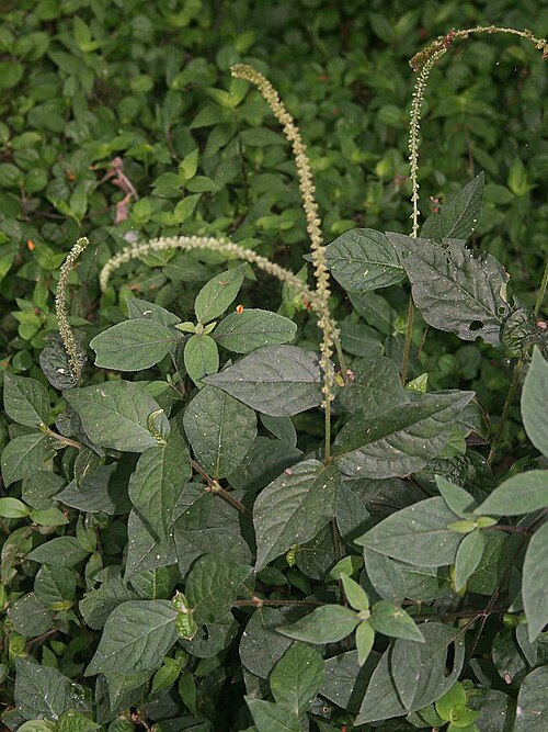 Pastureweed: Cyathula prostrata , Fuchsschwanzgewächse (Amaranthaceae) – Kolumbien/Colombia: Dpto. Magdalena, Fuß der Sierra Nevada de Santa Marta, S Minca, ca. 630–680 m