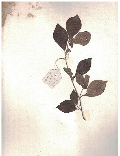 Pastureweed: Herbarium scans from the Anamalai Hills