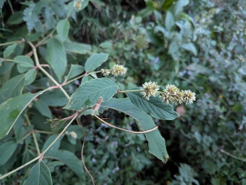 Cyathula tomentosa (Cyathula tomentosa)