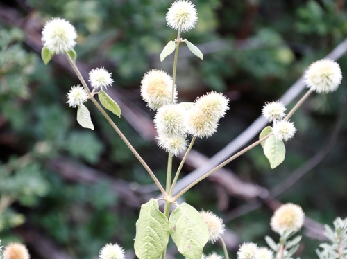 Burweed (Cyathula uncinulata)
