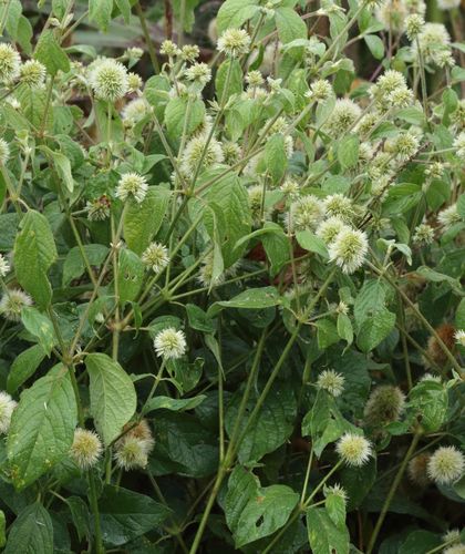 Burweed (Cyathula uncinulata)
