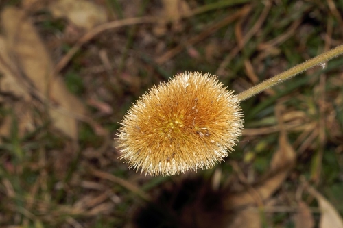 Burweed (Cyathula uncinulata)