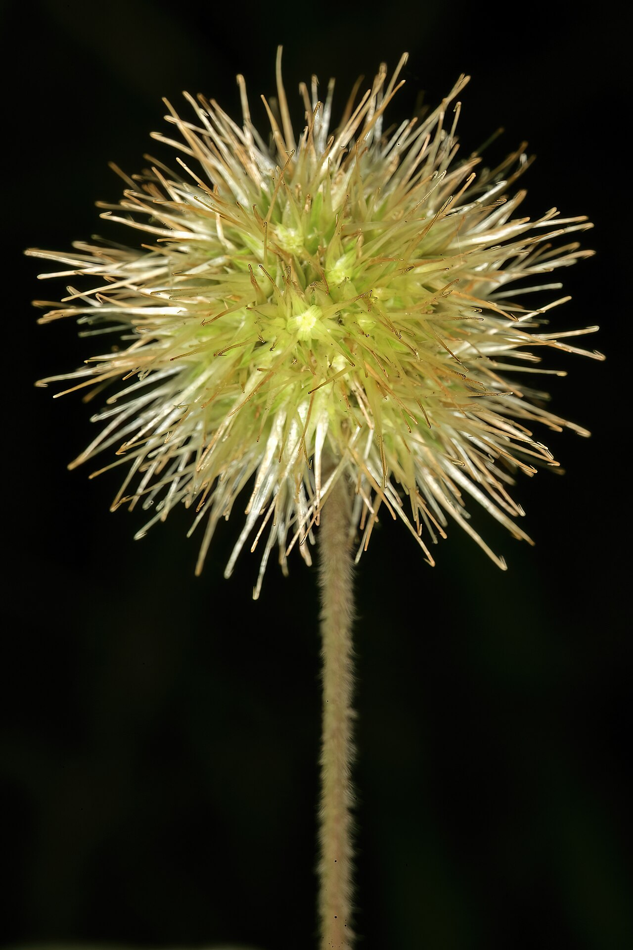 Burweed: Cyathula uncinulata , inflorescence; rocky ridge in Pretoria National Botanical Garden (natural), Pretoria, Gauteng, South Africa