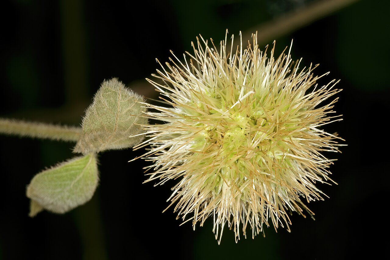 Burweed: Cyathula uncinulata , inflorescence; rocky ridge in Pretoria National Botanical Garden (natural), Pretoria, Gauteng, South Africa