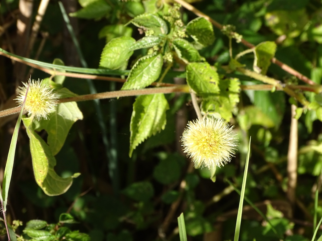 Burweed (Cyathula uncinulata)