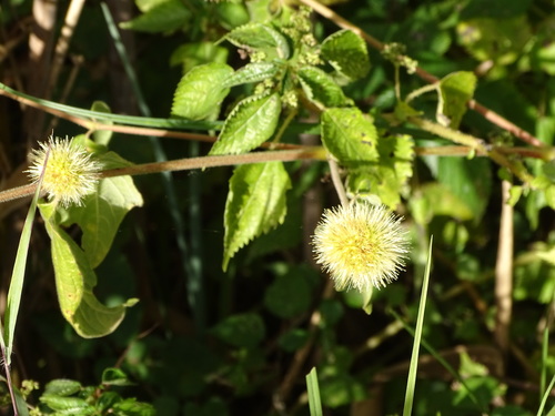 Burweed (Cyathula uncinulata)