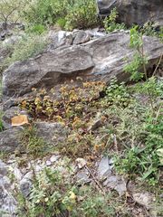 Burweed (Cyathula uncinulata)