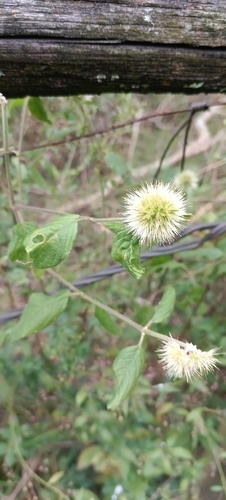 Burweed (Cyathula uncinulata)