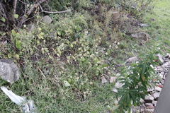 Burweed (Cyathula uncinulata)