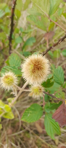 Burweed (Cyathula uncinulata)