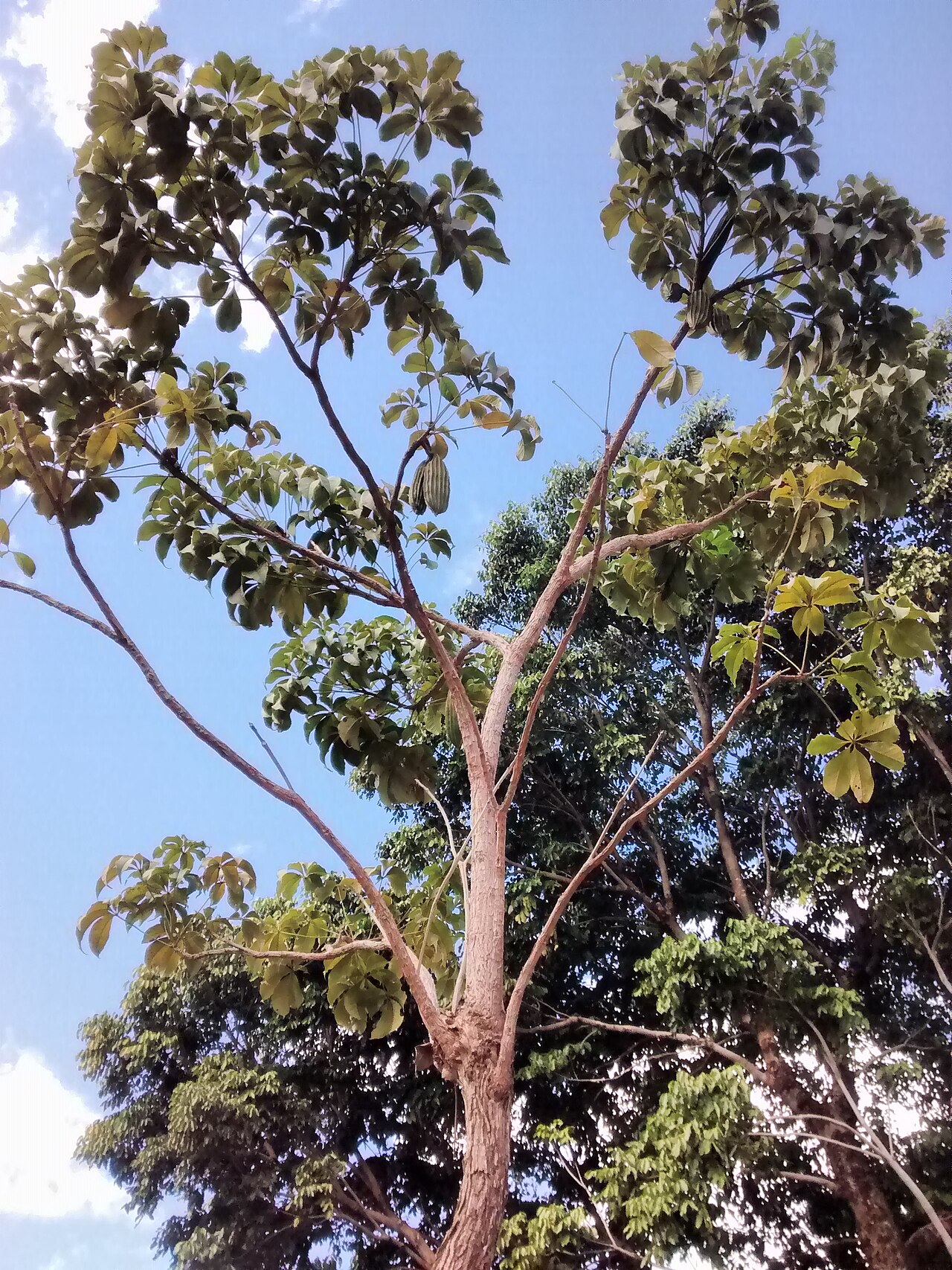 Cybistax antisyphilitica: Cybistax antisyphilitica na praça da paz - unicamp, Campinas (SP) - BR.