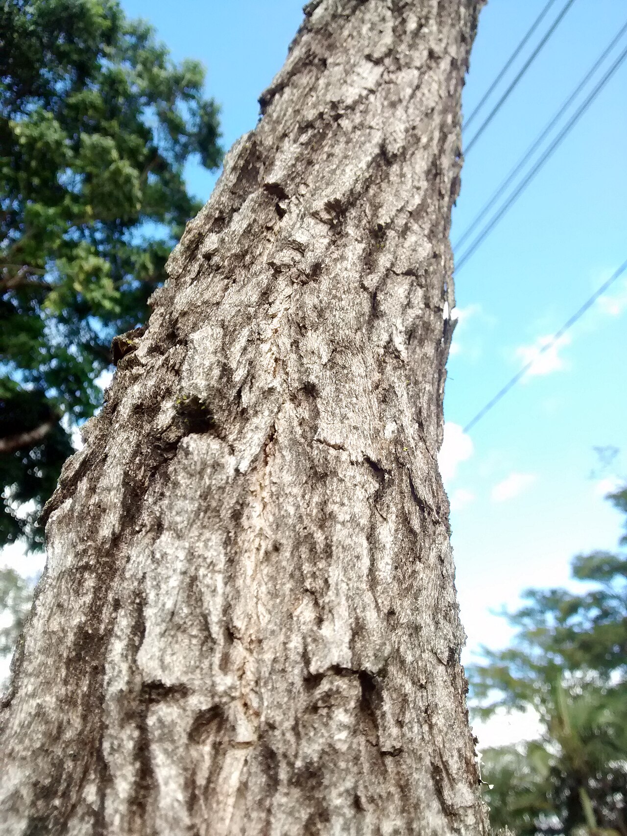 Cybistax antisyphilitica: Tronco Cybistax antisyphilitica da Praça da Paz, unicamp, Campinas (SP) Brasil.