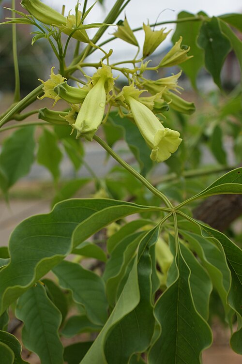 Cybistax antisyphilitica: Cybistax antisyphilitica - BIGNONIACEAE Parque Olhos d' água - Brasília - Distrito Federal - Brasil.
