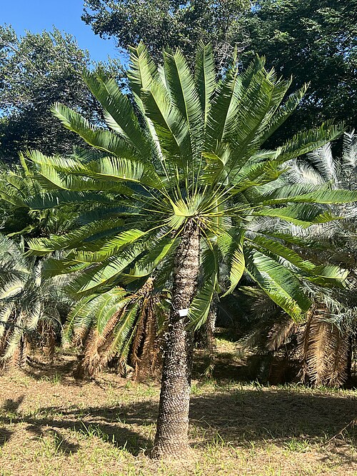 Cycad: Cycas conferta at the Montgomery Botanical Center, Coral Gables, Florida, USA