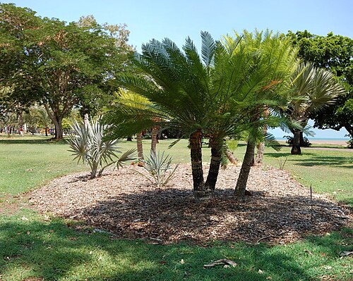 Cycas maconochiei: Cycas maconochiei , Rapid Creek, Darwin, Australia. Stitched Panorama - 12 images, stitched together for a high resolution image.