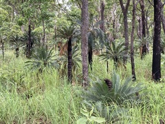 Cycas maconochiei (Cycas maconochiei)