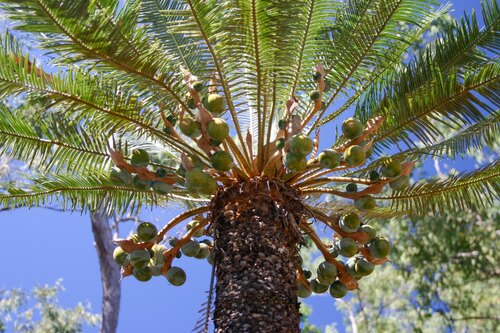 Cycas maconochiei (Cycas maconochiei)
