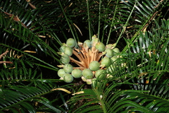 Cycad (Cycas megacarpa)