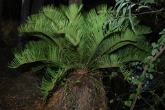 Cycad (Cycas megacarpa)