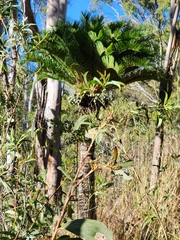 Cycad (Cycas megacarpa)