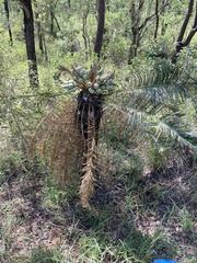 Cycad (Cycas megacarpa)