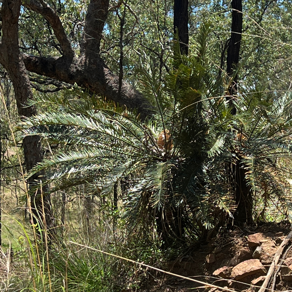 Cycad (Cycas megacarpa)