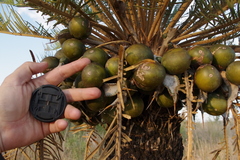 Cycad (Cycas megacarpa)