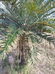Cycad (Cycas megacarpa)