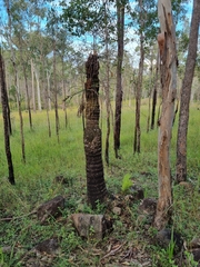 Cycad (Cycas megacarpa)