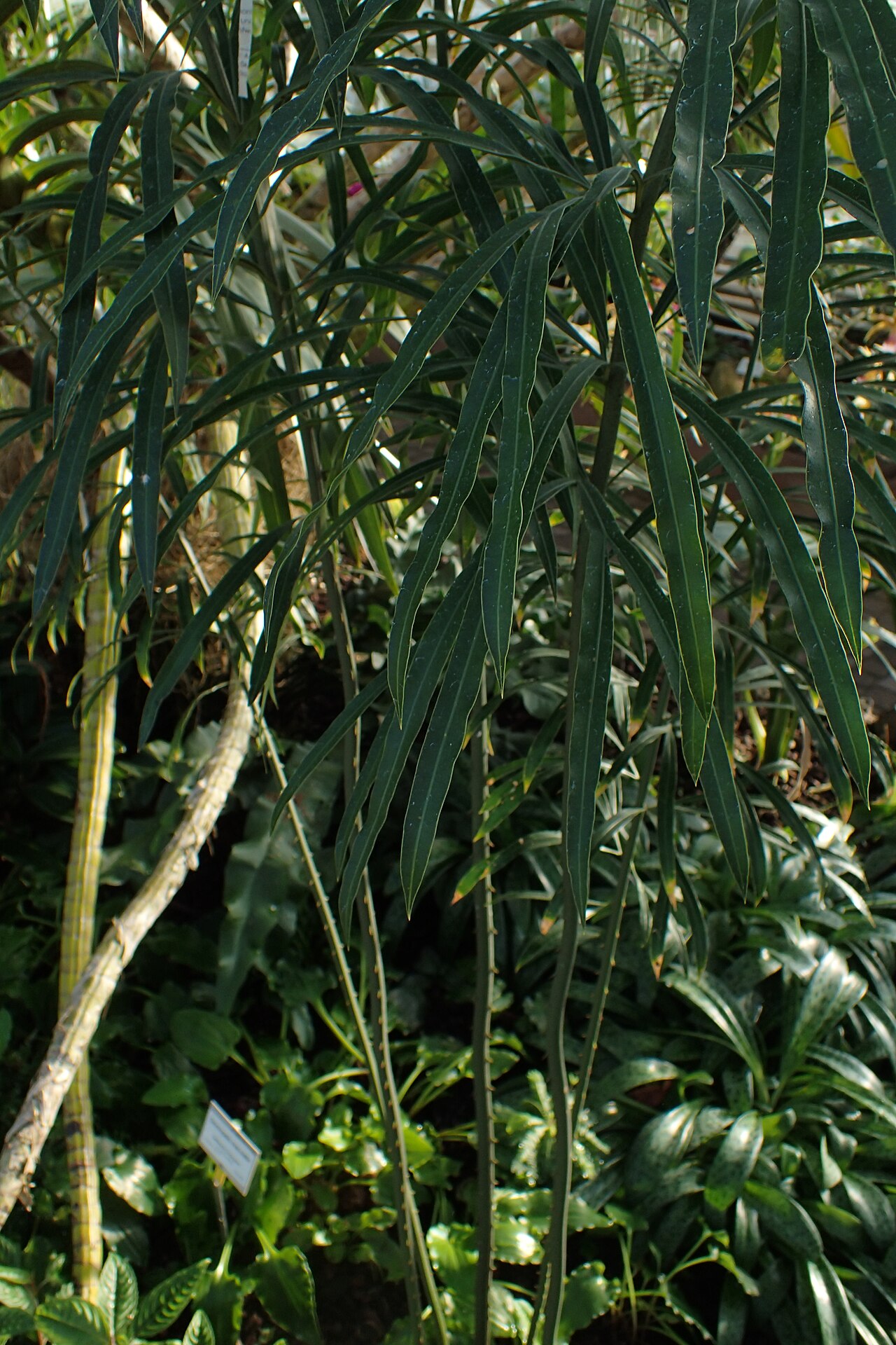 Fork-leaved cycas: Cycas micholitzii in the Botanischer Garten, Berlin-Dahlem