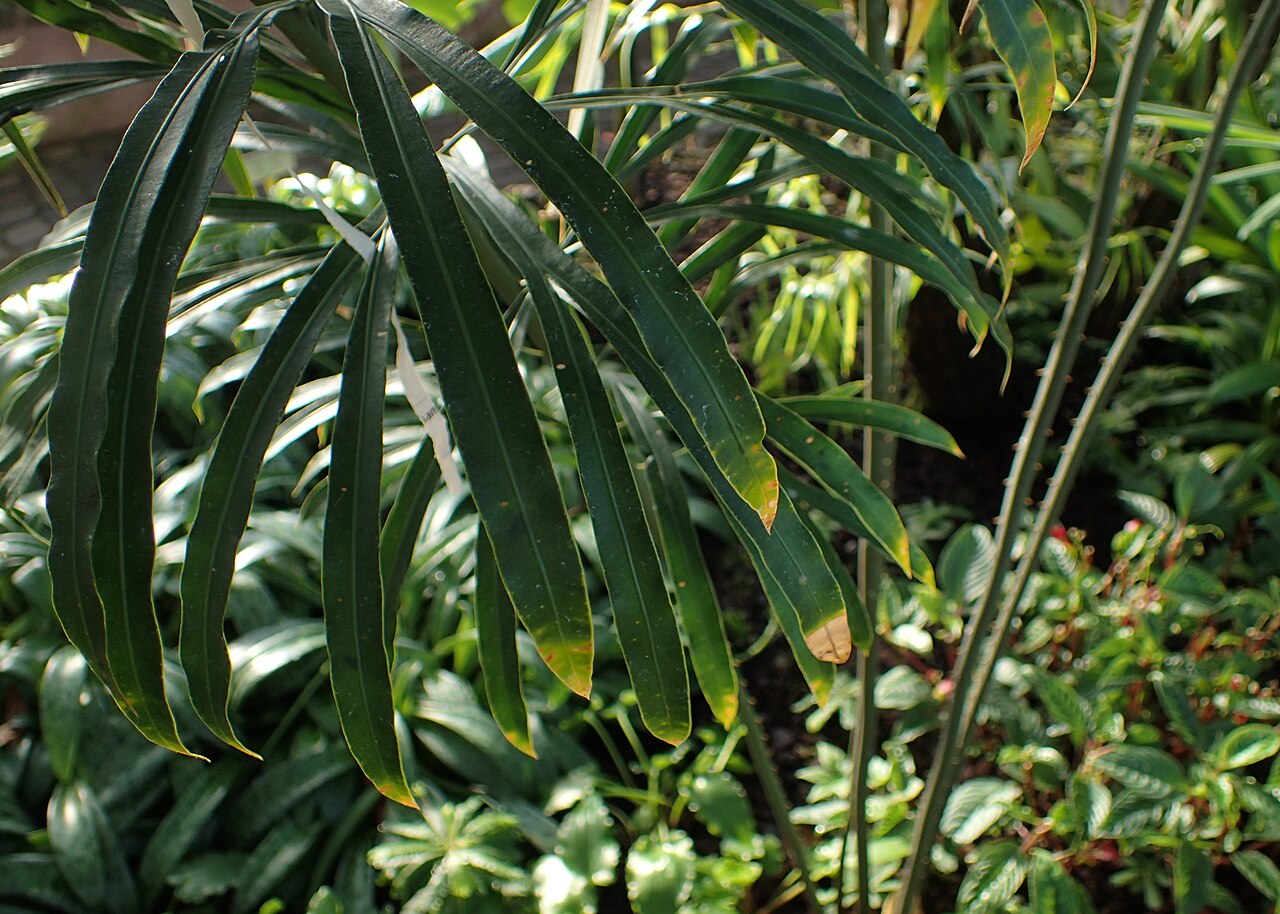 Fork-leaved cycas: Cycas micholitzii in the Botanischer Garten, Berlin-Dahlem