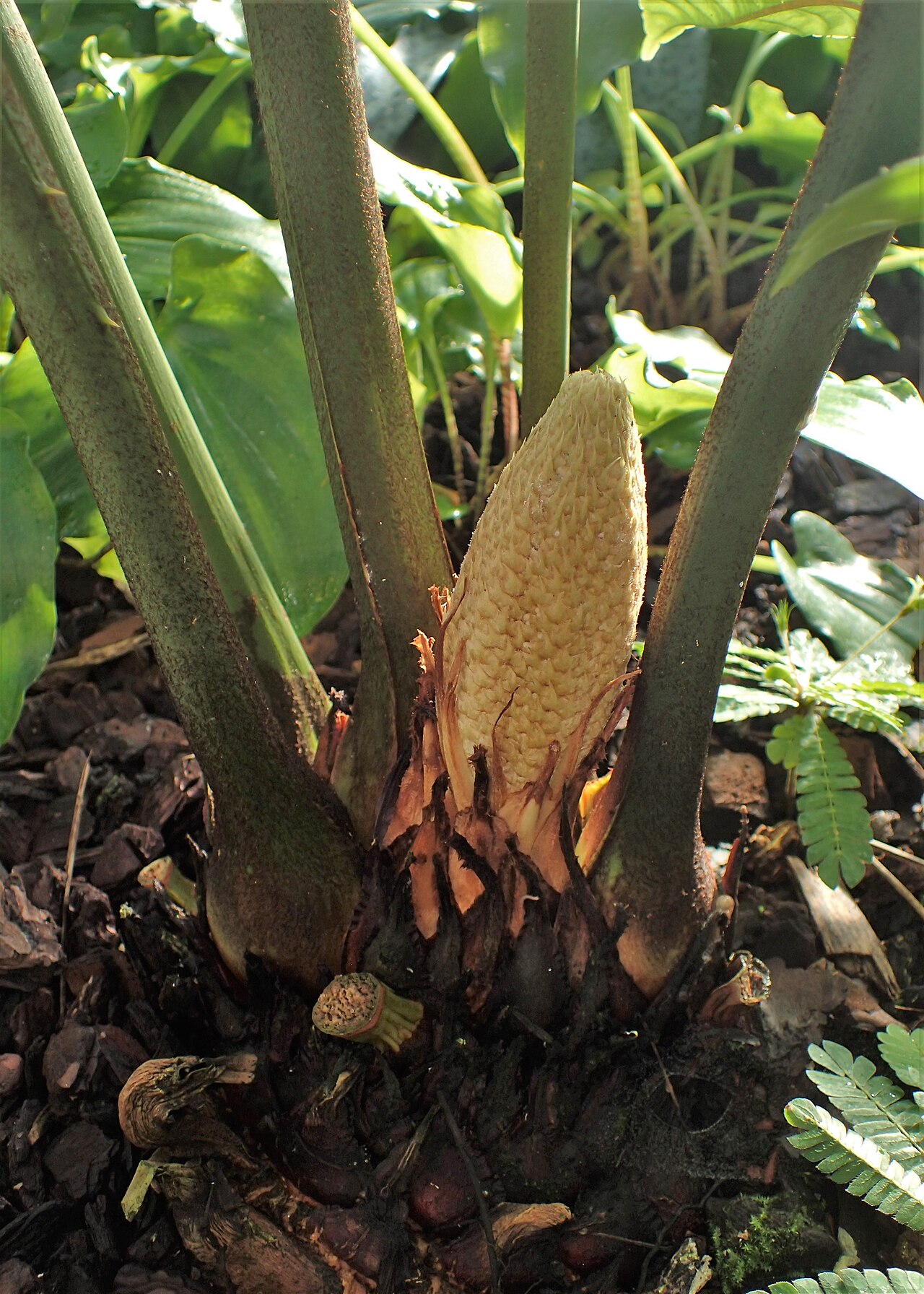 Fork-leaved cycas: Cycas micholitzii in the Botanischer Garten, Berlin-Dahlem