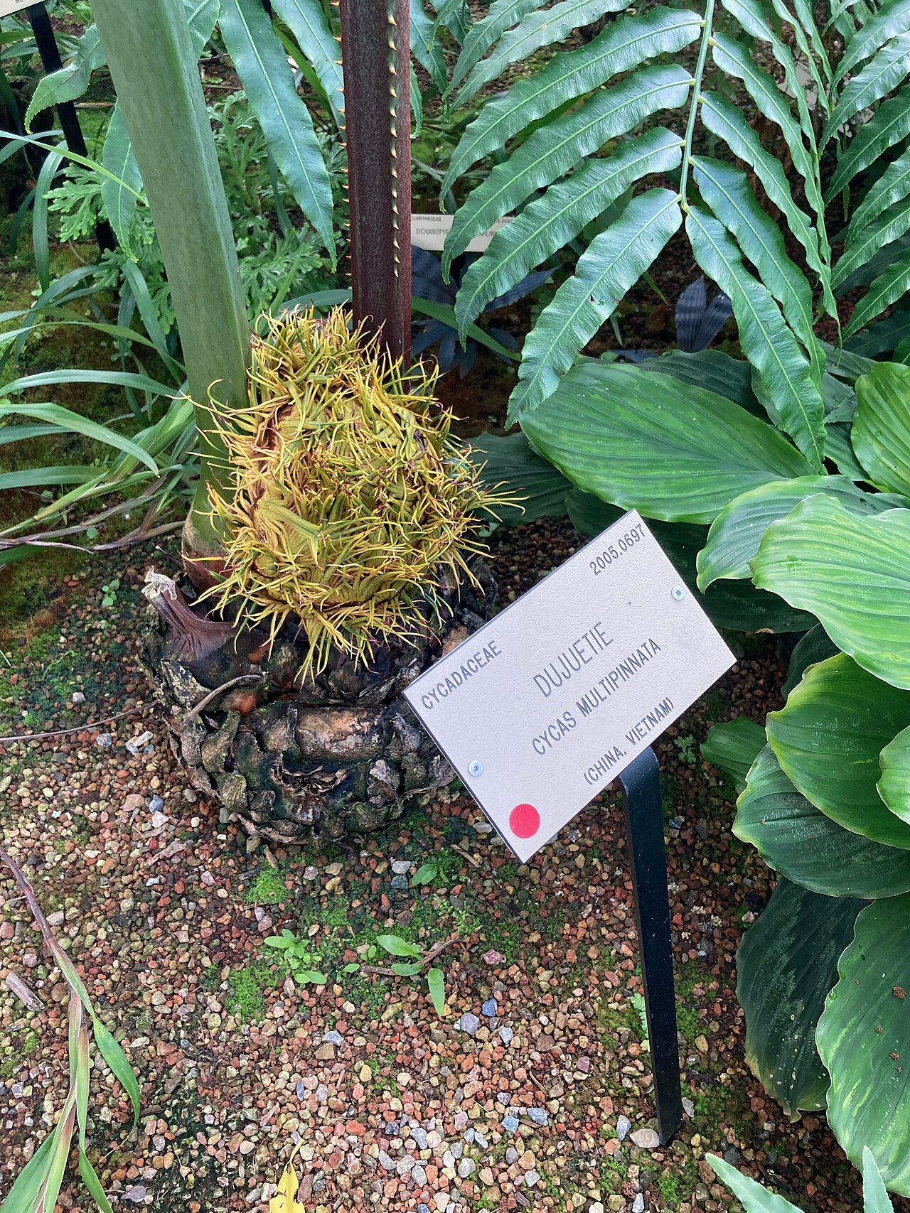 Cycad: Cycas multipinnata at Berkeley Botanical Gardens.
