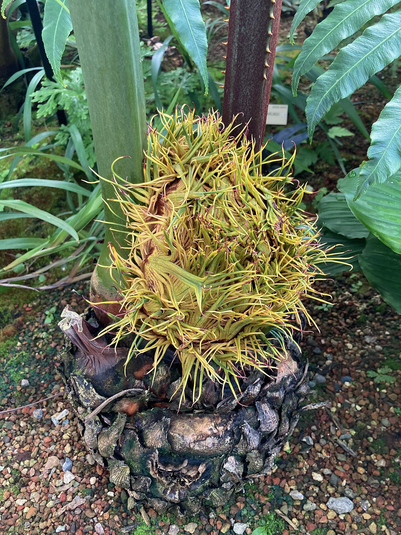 Cycad: Cycas multipinnata at Berkeley Botanical Gardens.