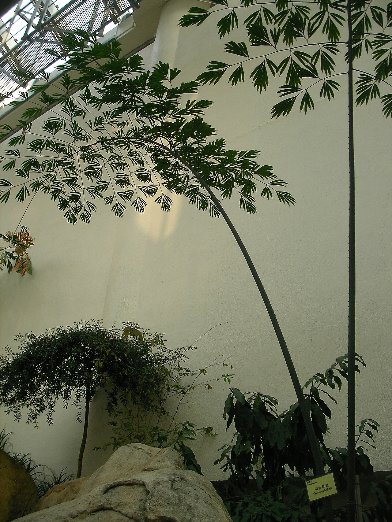 Cycad: A Royal sago at Forsgate Conservatory, Hong Kong Park