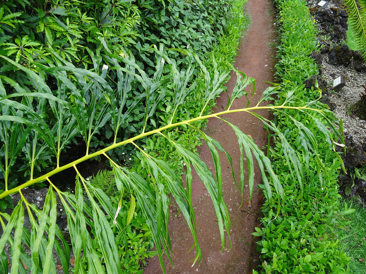 Cycad: Cycas multipinnata, Parque Terra Nostra , Furnas , Azoren