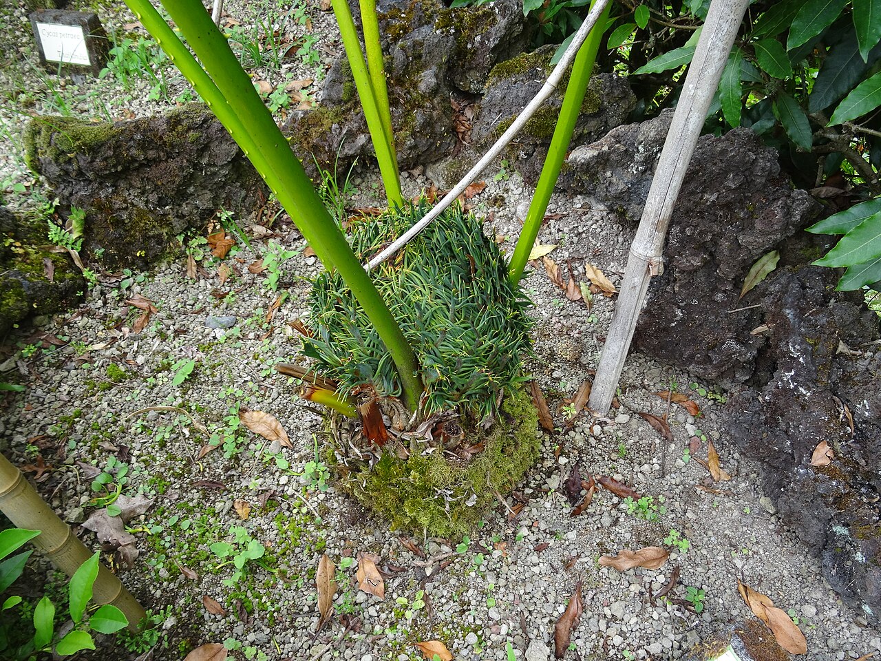 Cycad: Cycas multipinnata, Parque Terra Nostra , Furnas , Azoren