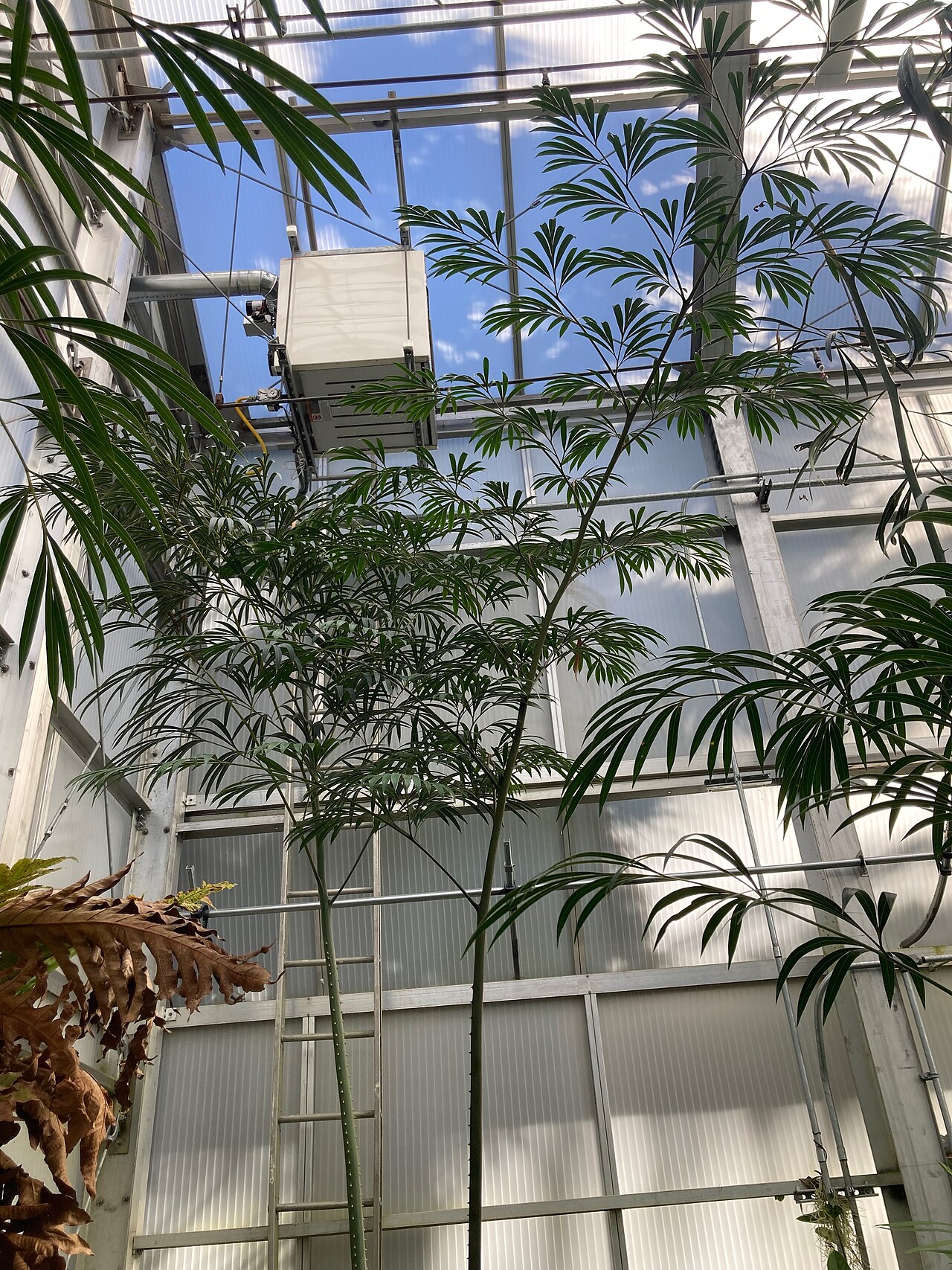 Cycad: Cycas mulitpinnata at Berkeley Botanical Gardens.