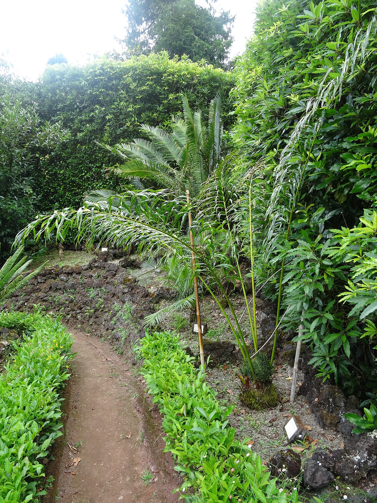 Cycad: Cycas multipinnata, Parque Terra Nostra , Furnas , Azoren