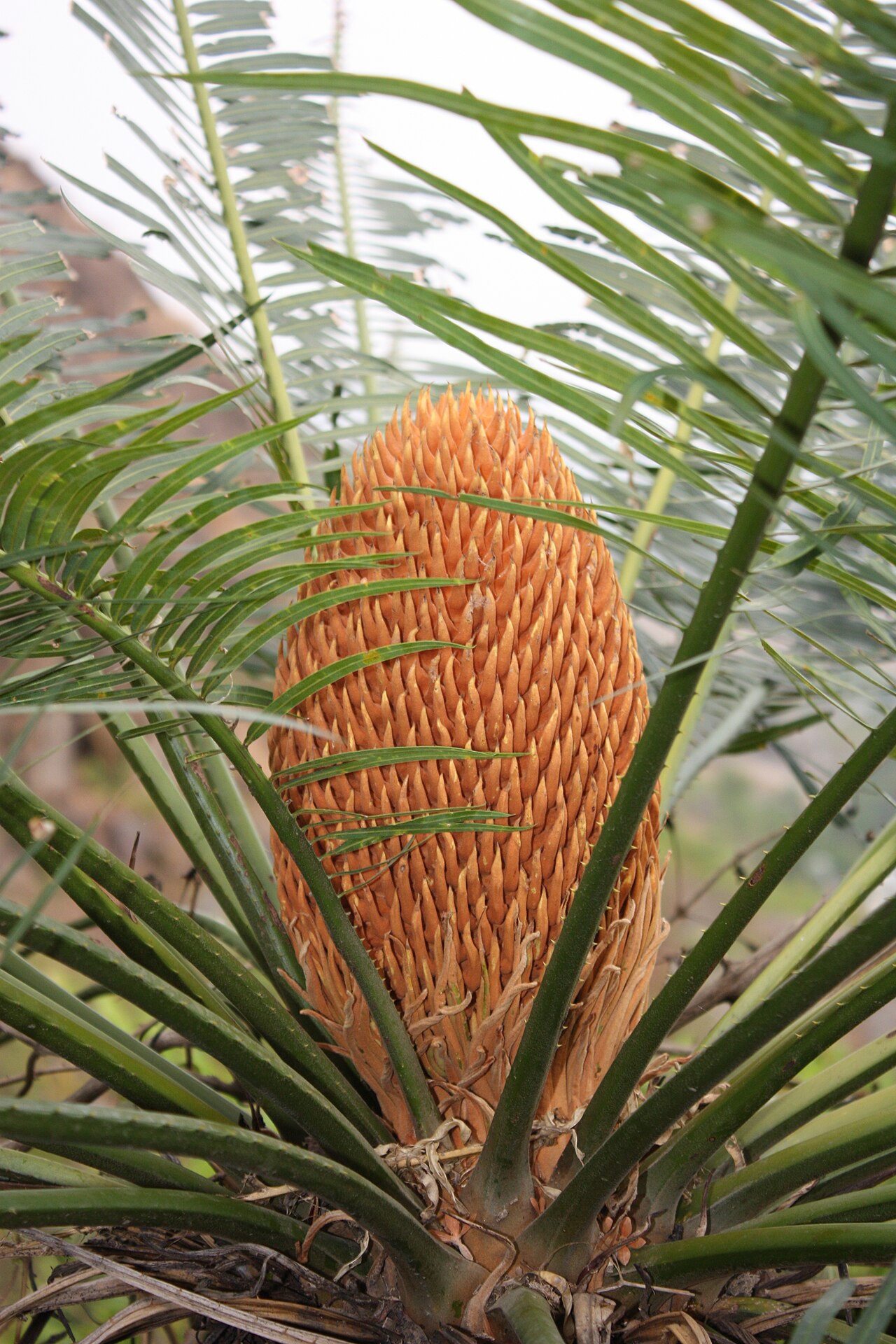 Cycas nayagarhensis: An endemic species of Odisha, India