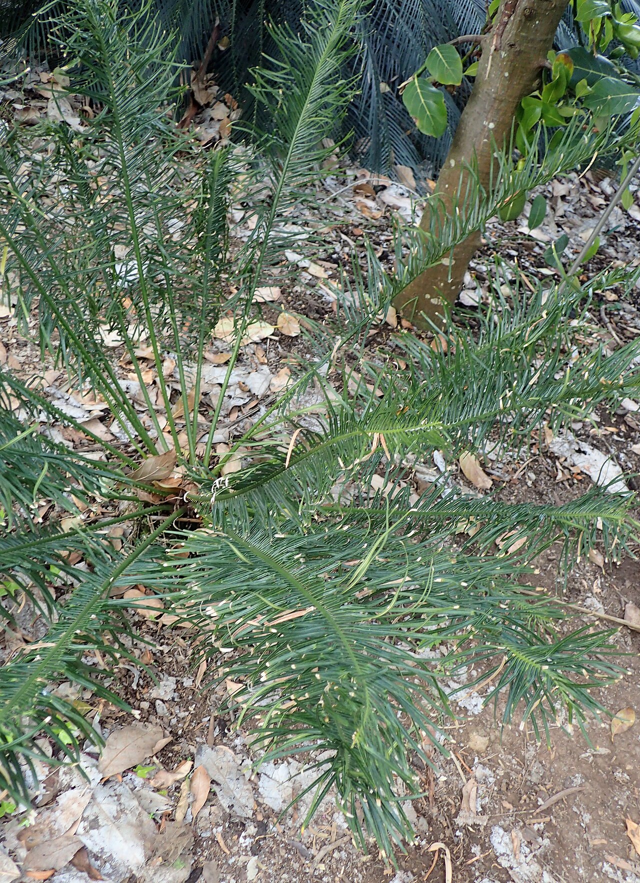 Cycad: Cycas ophiolitica in Jardín de Aclimatación de la Orotava