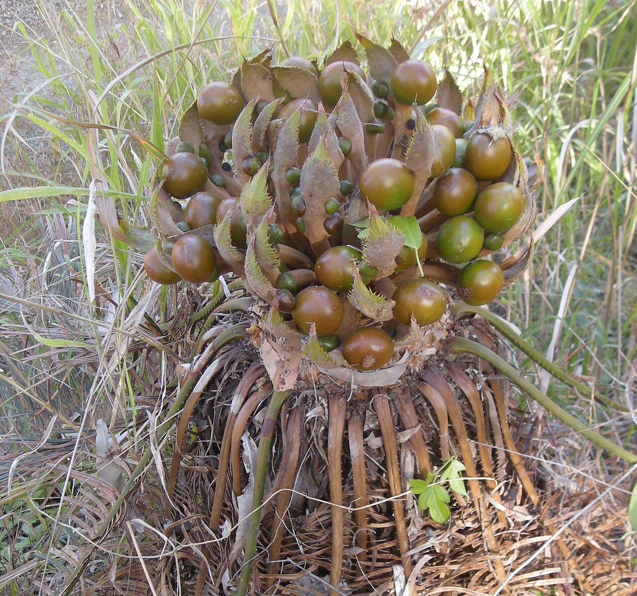 Cycad: Cycas ophiolitica female fruit close up