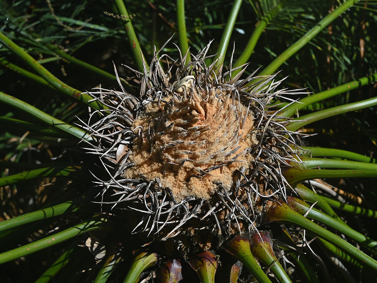 Cycad: Cycas ophiolitica in the Fairchild Tropical Botanic Garden, Miami