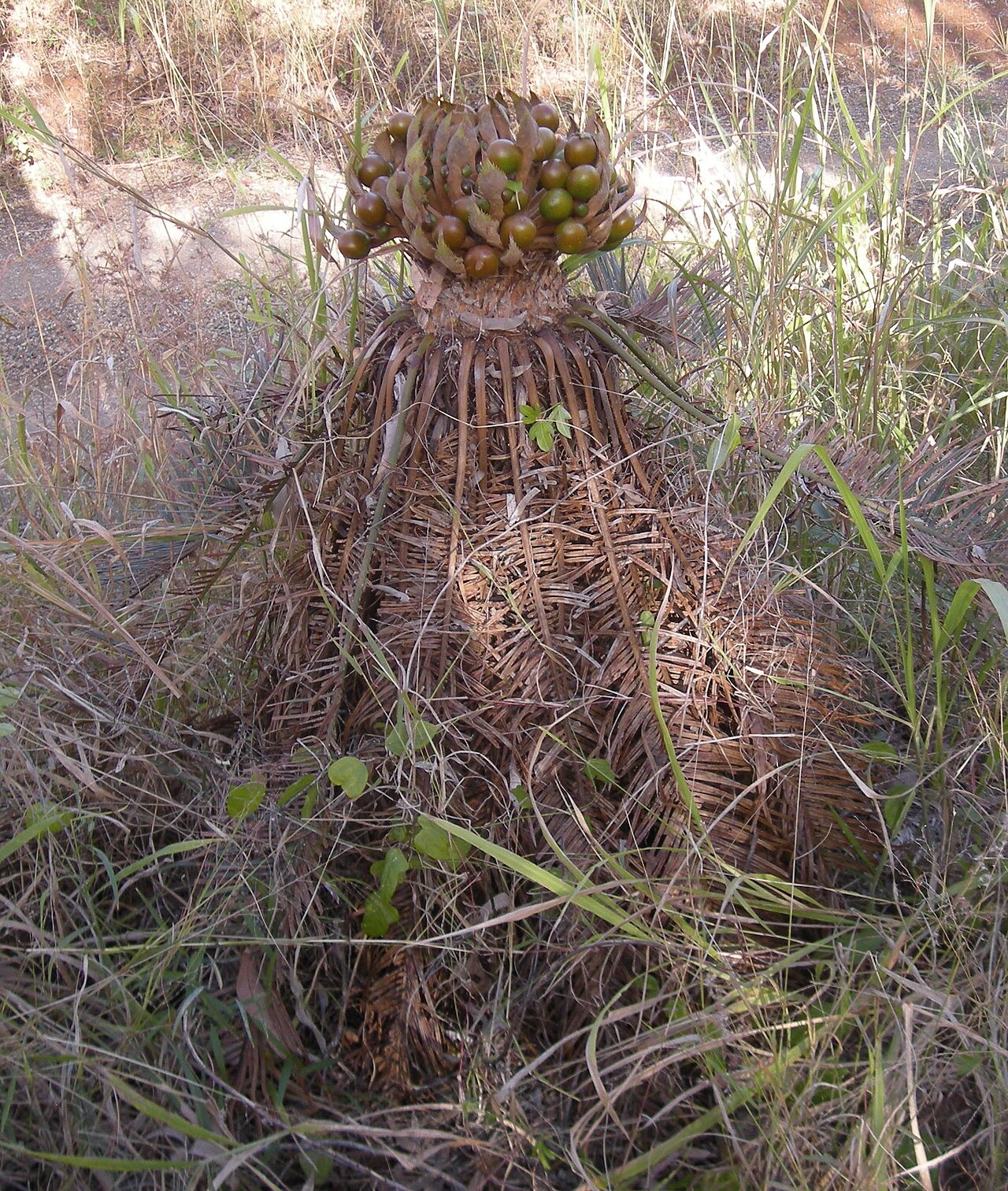Cycad: Cycas ophiolytica female, fruiting
